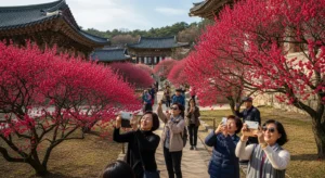 통도사 홍매화 개화시기 자장매 명소 봄꽃 여행 통도사 홍매화 개화시기 자장매 명소 봄꽃 여행