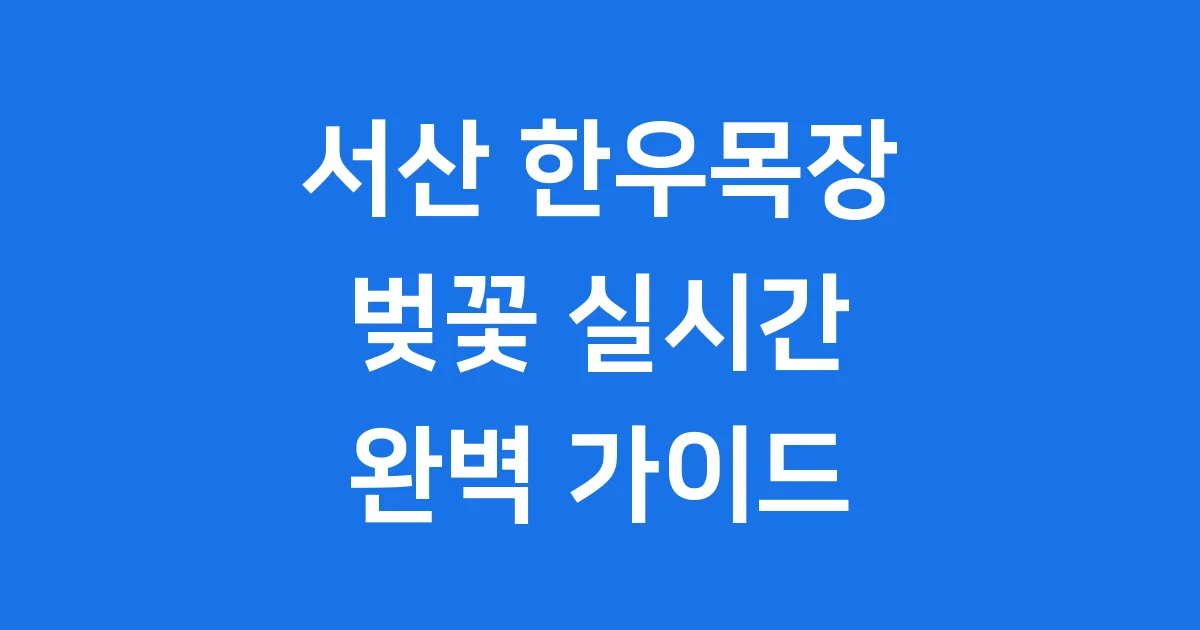 서산 한우목장 벚꽃 실시간 개화 현황 방문 팁