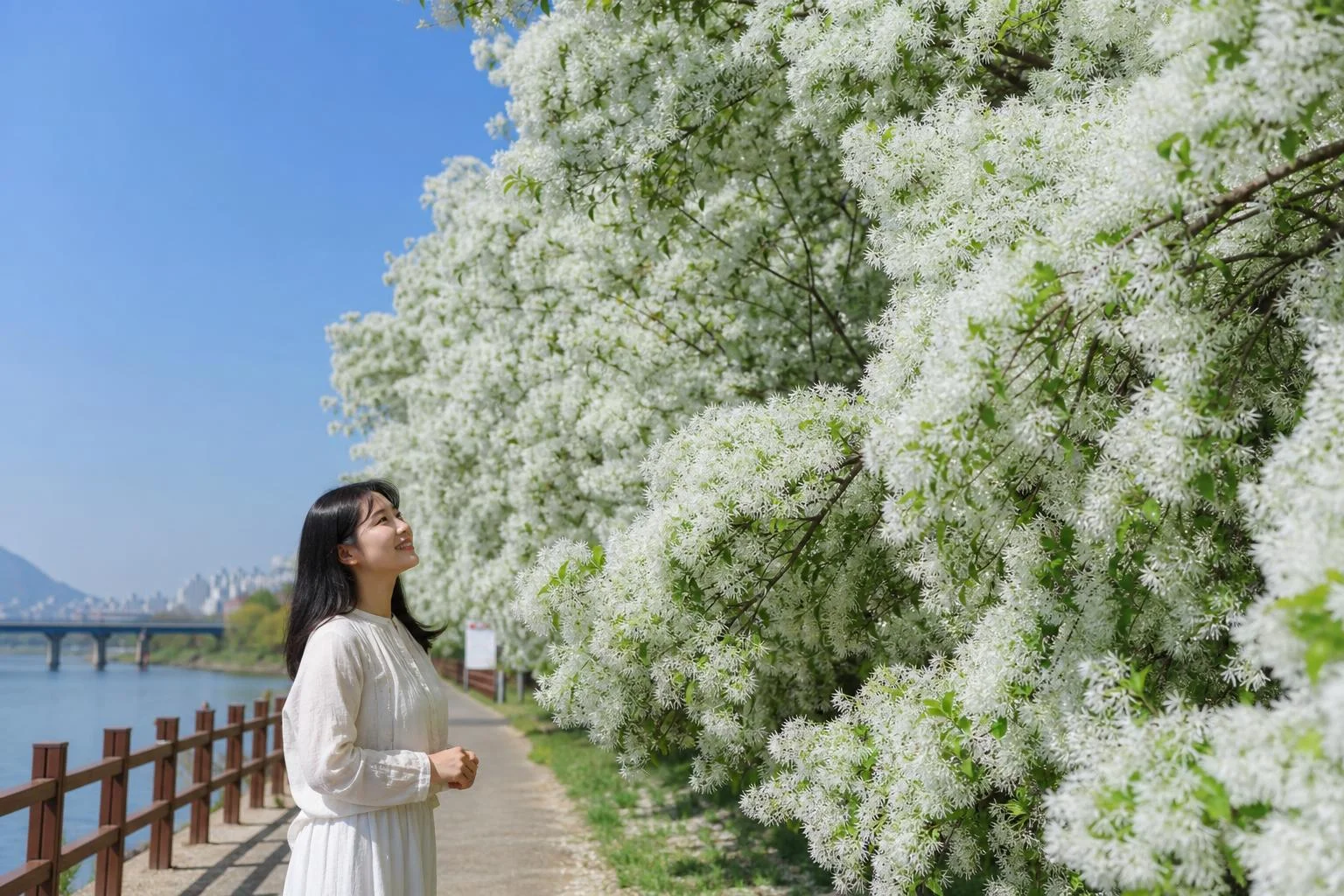 이팝나무 꽃은 언제 볼 수 있을까요?