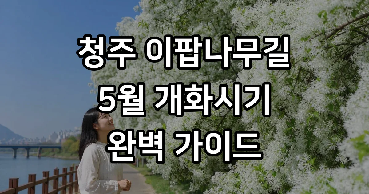 청주 이팝나무길 5월 개화시기 주차위치 드라이브 코스
